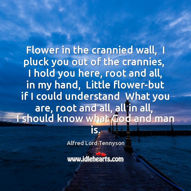 Flower in the crannied wall,  I pluck you out of the crannies, 