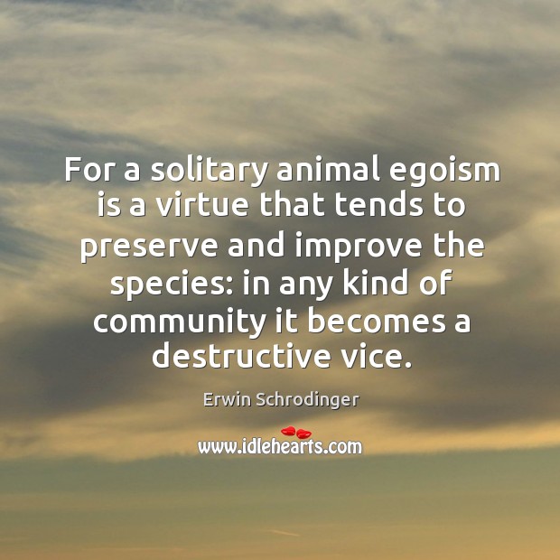 For a solitary animal egoism is a virtue that tends to preserve and improve the species: Erwin Schrodinger Picture Quote