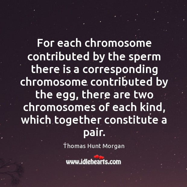 For each chromosome contributed by the sperm there is a corresponding chromosome contributed by the egg Thomas Hunt Morgan Picture Quote