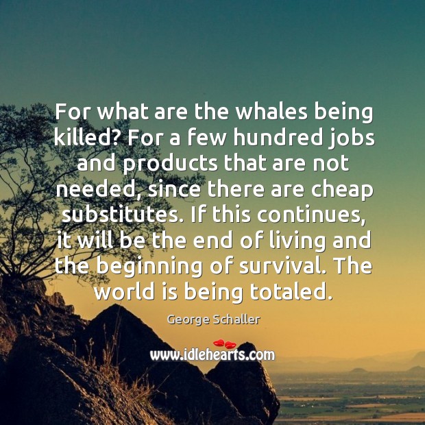 For what are the whales being killed? For a few hundred jobs George Schaller Picture Quote