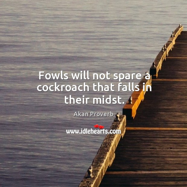 Fowls will not spare a cockroach that falls in their midst. Akan Proverbs Image