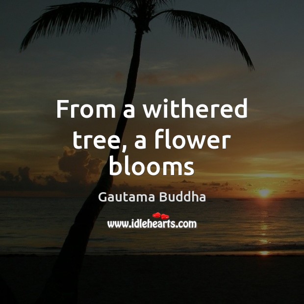 From a withered tree, a flower blooms Gautama Buddha Picture Quote