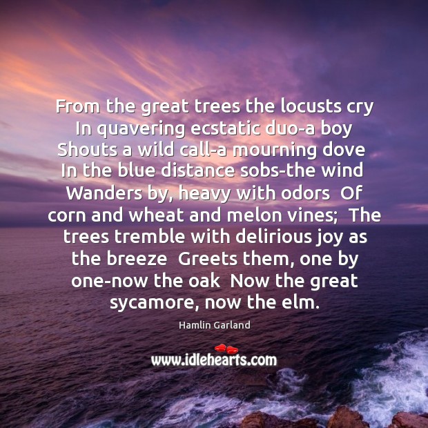 From the great trees the locusts cry  In quavering ecstatic duo-a boy Hamlin Garland Picture Quote
