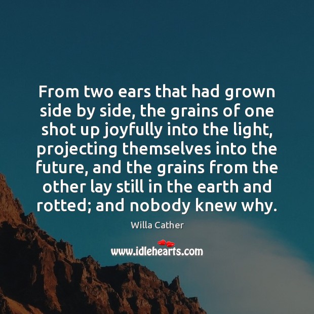 From two ears that had grown side by side, the grains of Image