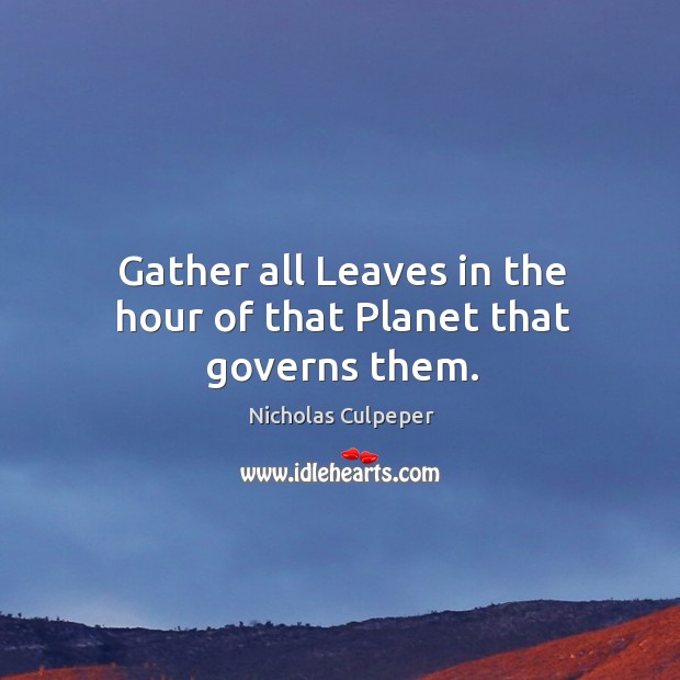 Gather all Leaves in the hour of that Planet that governs them. Nicholas Culpeper Picture Quote