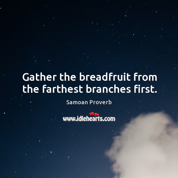 Gather the breadfruit from the farthest branches first. Image