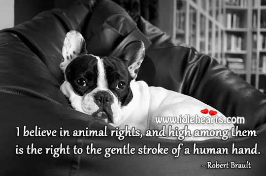 I believe in animal rights Robert Brault Picture Quote