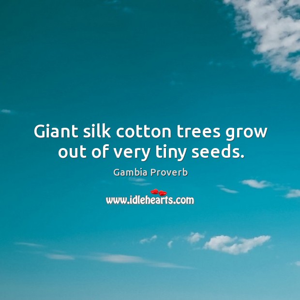 Giant silk cotton trees grow out of very tiny seeds. Image