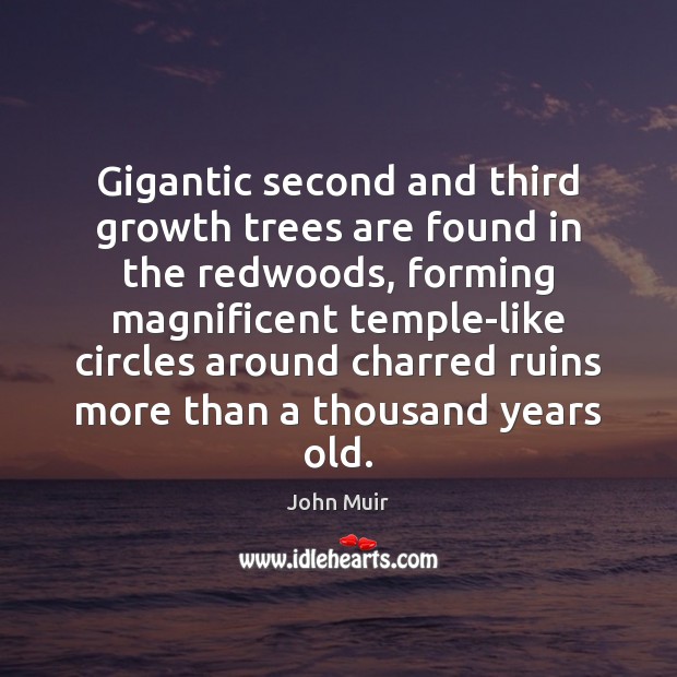 Gigantic second and third growth trees are found in the redwoods, forming John Muir Picture Quote