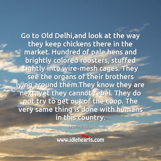 Go to Old Delhi,and look at the way they keep chickens Aravind Adiga Picture Quote