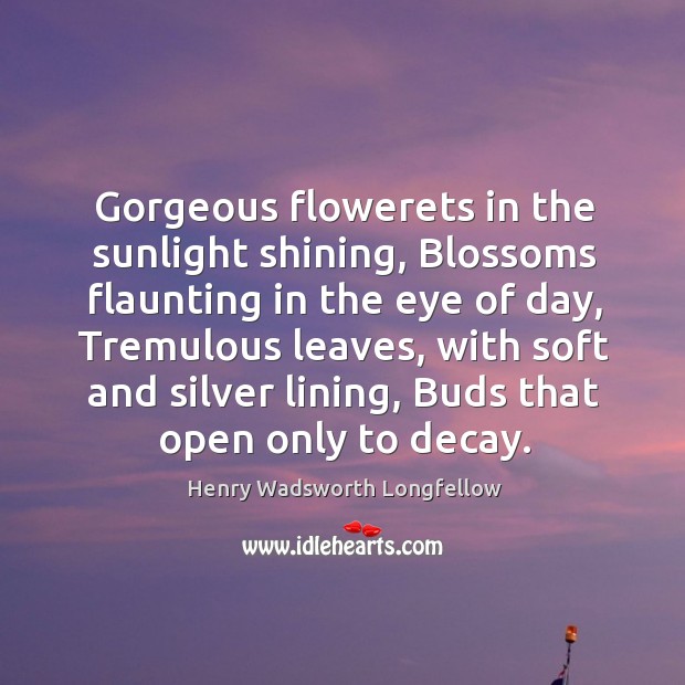Gorgeous flowerets in the sunlight shining, Blossoms flaunting in the eye of Image