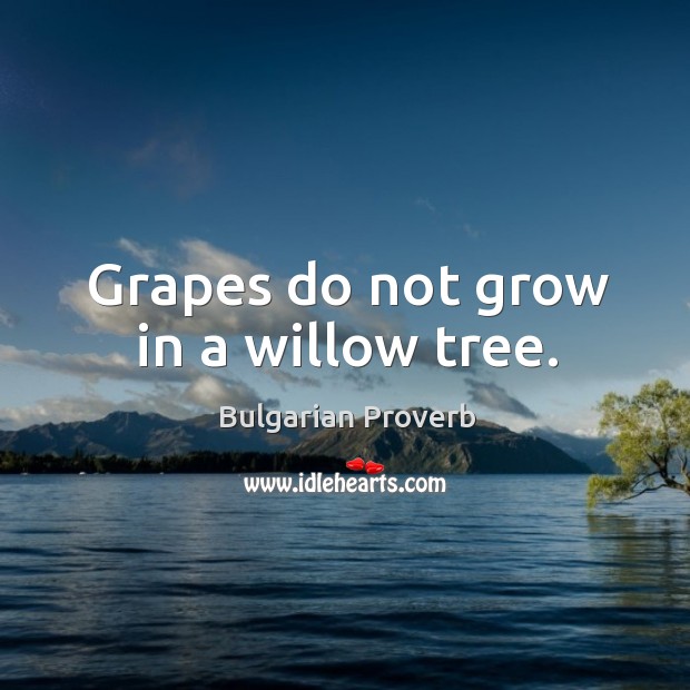 Grapes do not grow in a willow tree. Bulgarian Proverbs Image