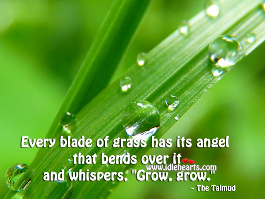 Every blade of grass has its angel. 