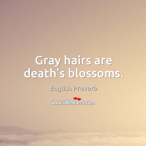 Gray hairs are death’s blossoms. English Proverbs Image