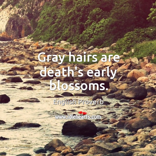 Gray hairs are death’s early blossoms. English Proverbs Image