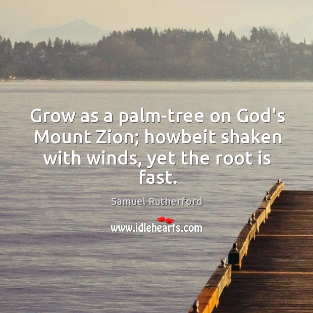 Grow as a palm-tree on God’s Mount Zion; howbeit shaken with winds, yet the root is fast. Samuel Rutherford Picture Quote