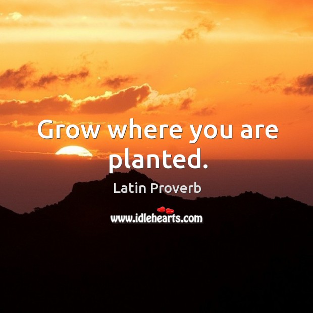 Grow where you are planted. Image