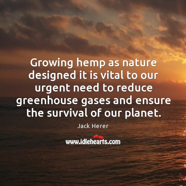 Growing hemp as nature designed it is vital to our urgent need to reduce Image