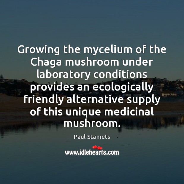 Growing the mycelium of the Chaga mushroom under laboratory conditions provides an Image