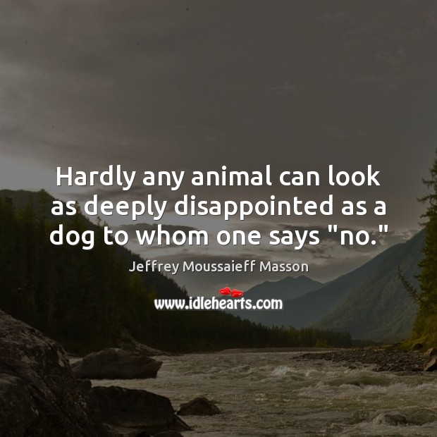 Hardly any animal can look as deeply disappointed as a dog to whom one says “no.” Jeffrey Moussaieff Masson Picture Quote