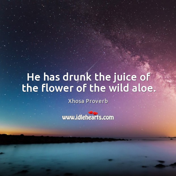 He has drunk the juice of the flower of the wild aloe. Xhosa Proverbs Image