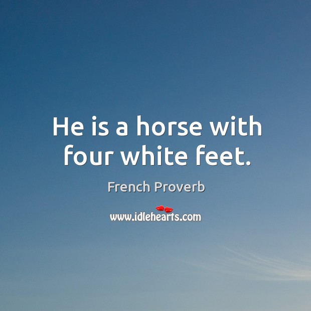 He is a horse with four white feet. Image