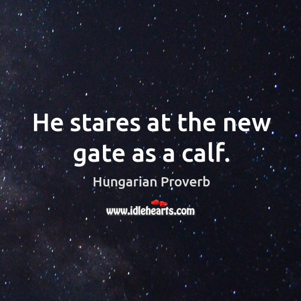 He stares at the new gate as a calf. Image