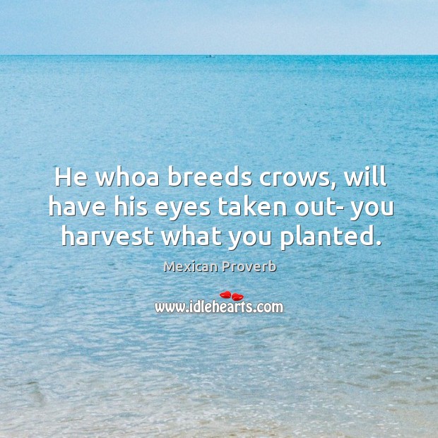 He whoa breeds crows, will have his eyes taken out Mexican Proverbs Image