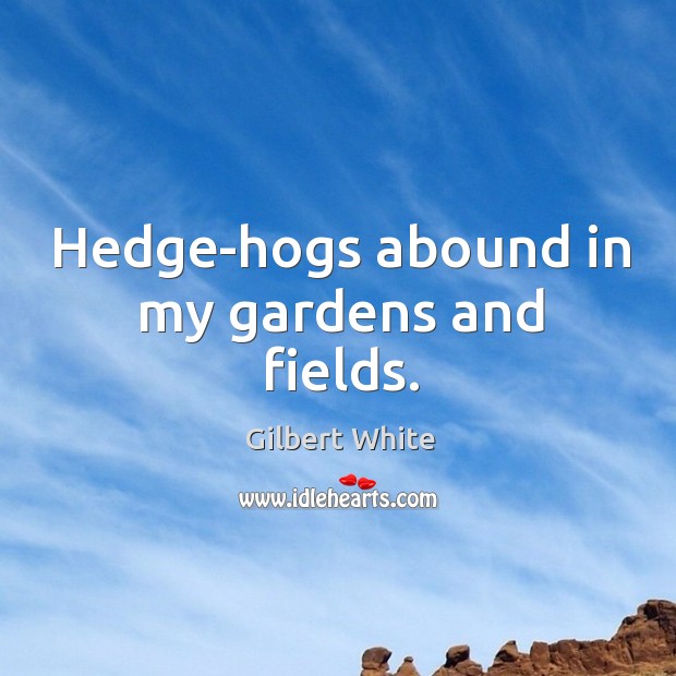 Hedge-hogs abound in my gardens and fields. Gilbert White Picture Quote