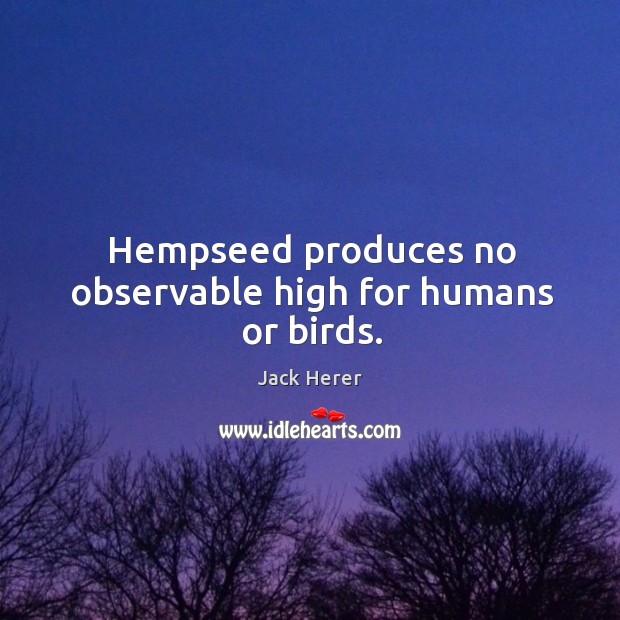 Hempseed produces no observable high for humans or birds. Jack Herer Picture Quote