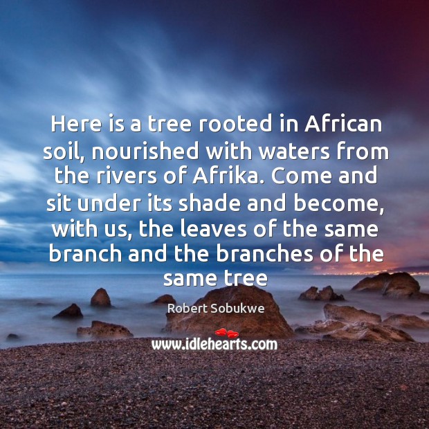 Here is a tree rooted in African soil, nourished with waters from Robert Sobukwe Picture Quote