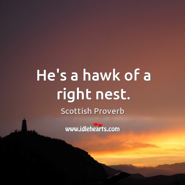 He’s a hawk of a right nest. Scottish Proverbs Image