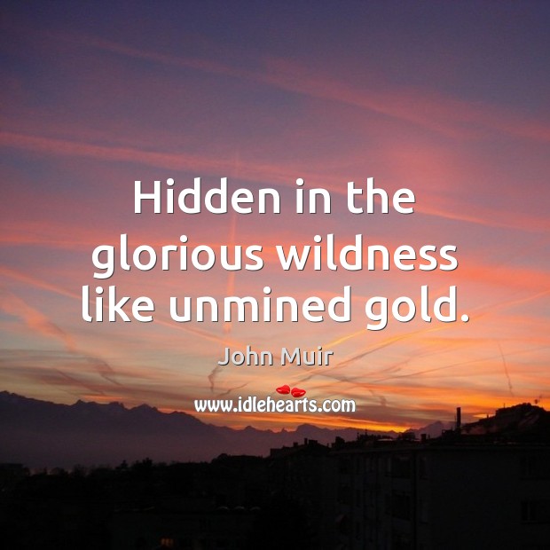 Hidden in the glorious wildness like unmined gold. John Muir Picture Quote