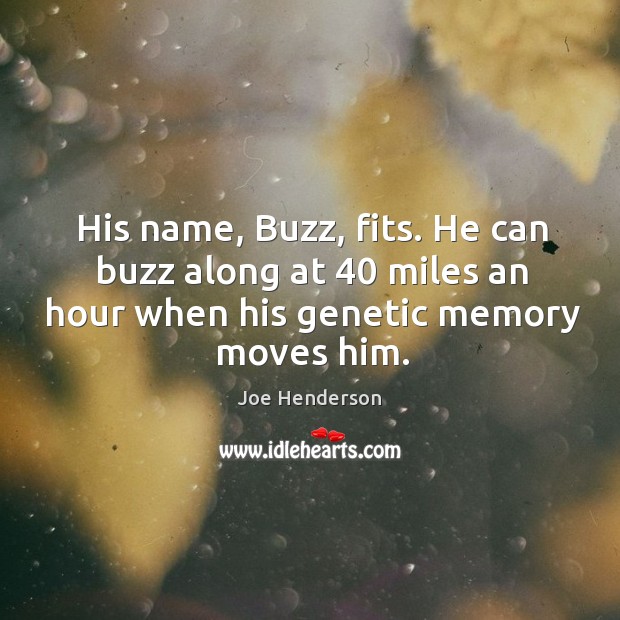His name, buzz, fits. He can buzz along at 40 miles an hour when his genetic memory moves him. Joe Henderson Picture Quote