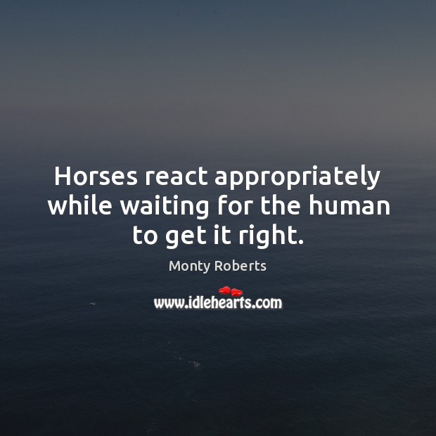 Horses react appropriately while waiting for the human to get it right. Monty Roberts Picture Quote