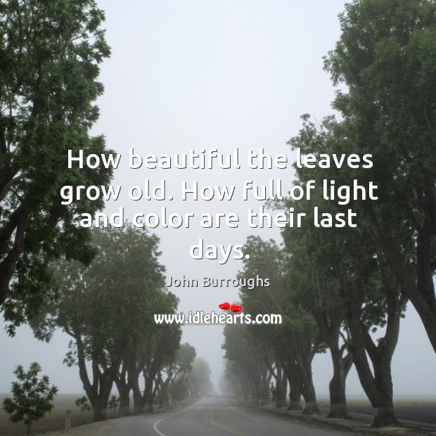 How beautiful the leaves grow old. How full of light and color are their last days. John Burroughs Picture Quote