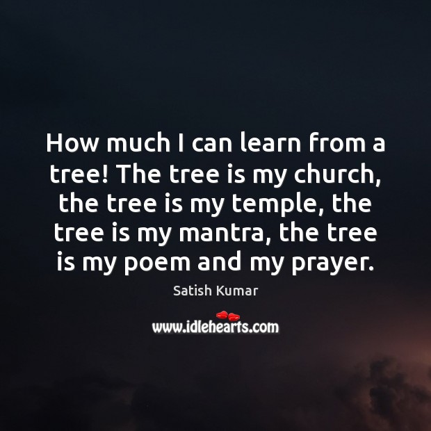How much I can learn from a tree! The tree is my Satish Kumar Picture Quote