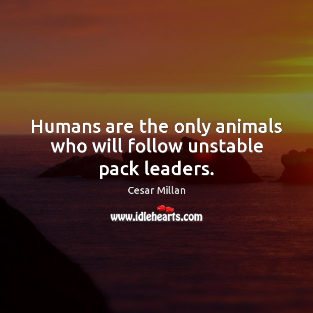 Humans are the only animals who will follow unstable pack leaders. Cesar Millan Picture Quote