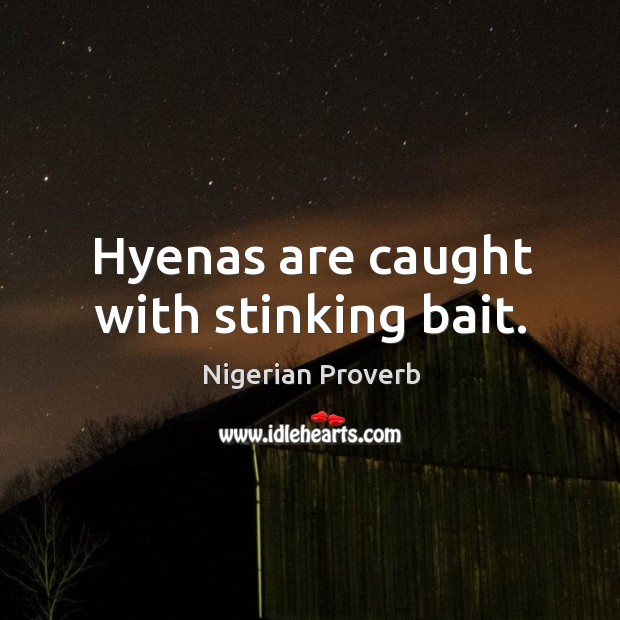 Hyenas are caught with stinking bait. Nigerian Proverbs Image