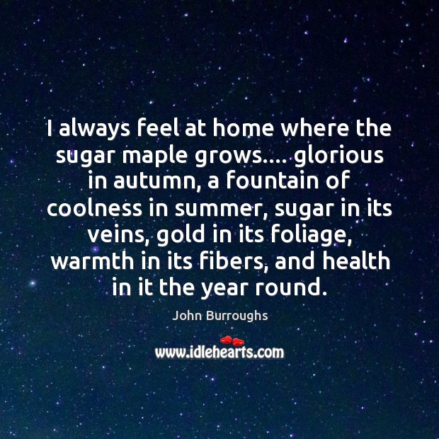 I always feel at home where the sugar maple grows…. glorious in John Burroughs Picture Quote