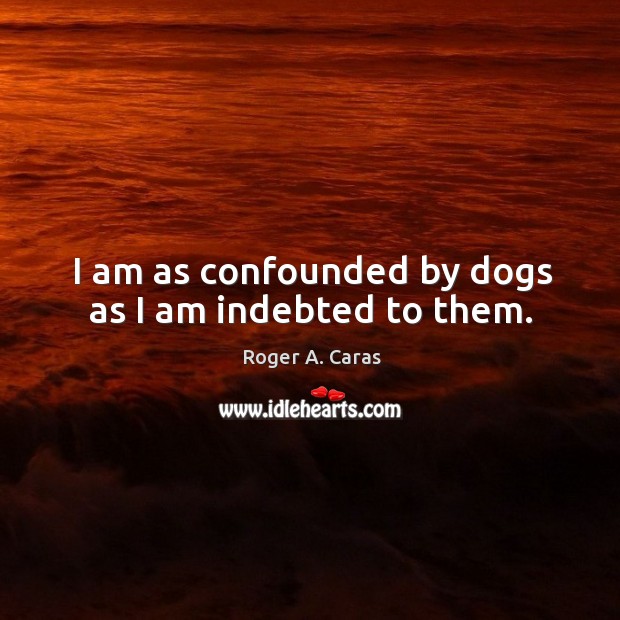 I am as confounded by dogs as I am indebted to them. Roger A. Caras Picture Quote