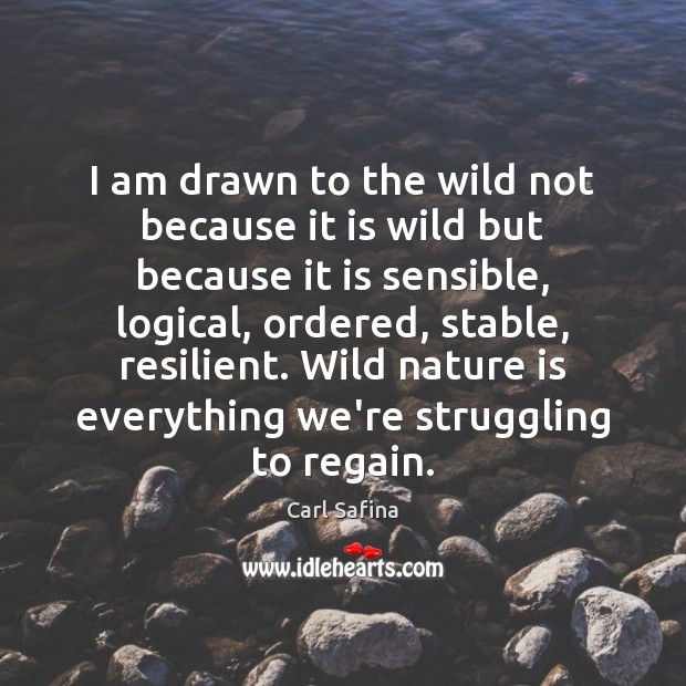 I am drawn to the wild not because it is wild but Carl Safina Picture Quote