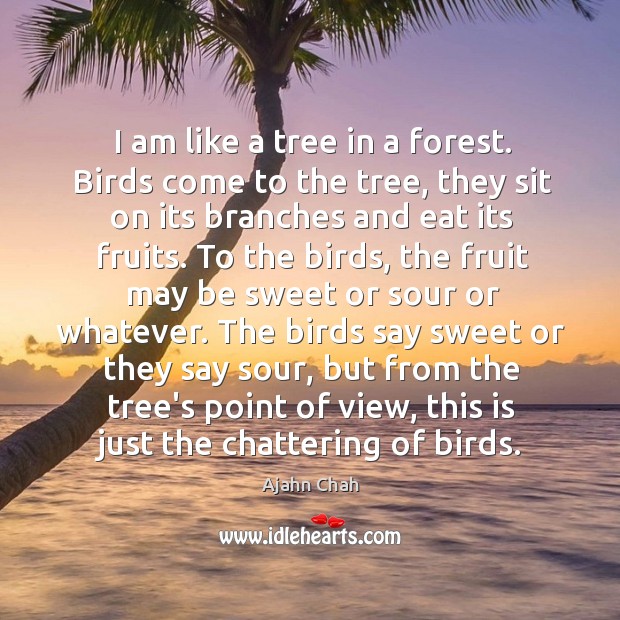 I am like a tree in a forest. Birds come to the Ajahn Chah Picture Quote
