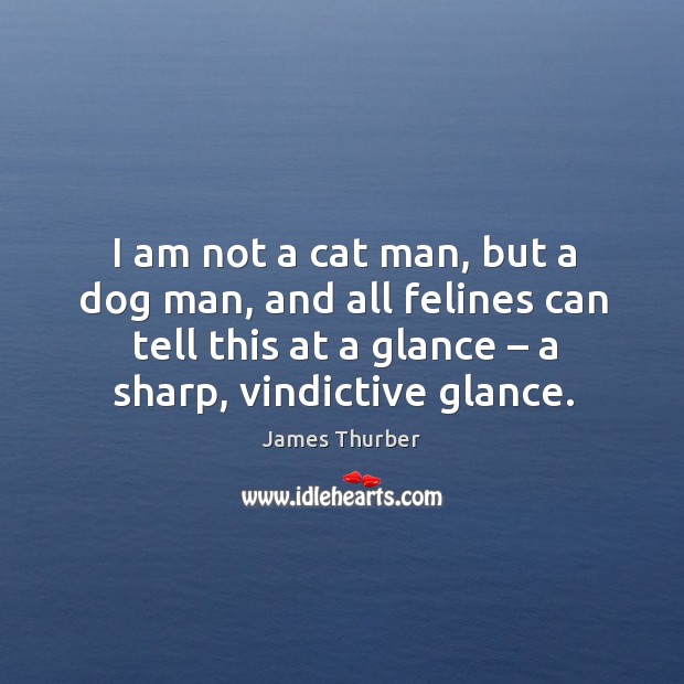 I am not a cat man, but a dog man, and all felines can tell this at a glance – a sharp, vindictive glance. Image
