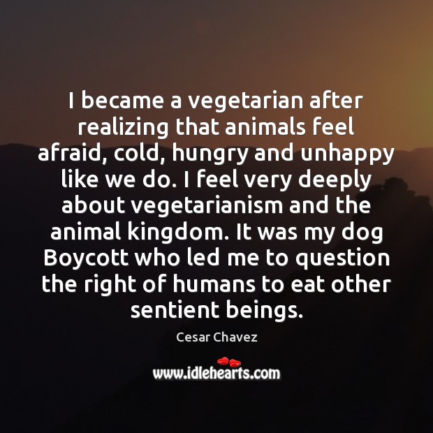 I became a vegetarian after realizing that animals feel afraid, cold, hungry Cesar Chavez Picture Quote
