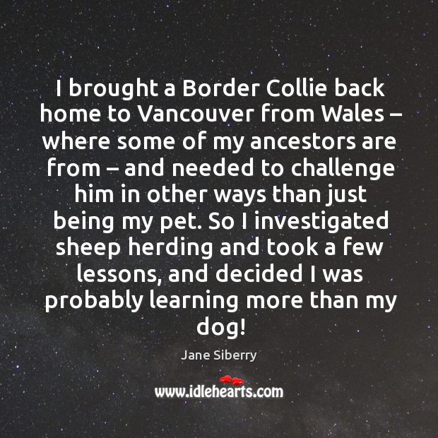 I brought a border collie back home to vancouver from wales – where some of my ancestors are from Jane Siberry Picture Quote