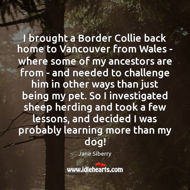 I brought a Border Collie back home to Vancouver from Wales – Jane Siberry Picture Quote