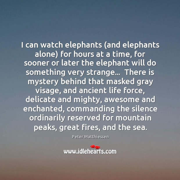 I can watch elephants (and elephants alone) for hours at a time, Peter Matthiessen Picture Quote