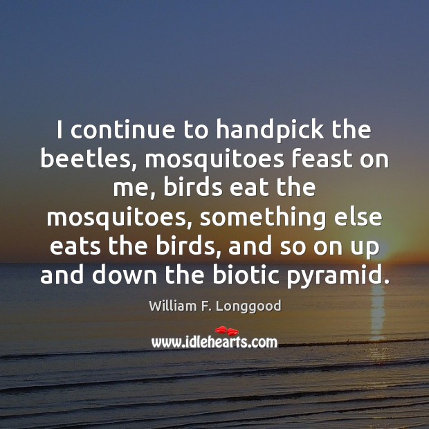 I continue to handpick the beetles, mosquitoes feast on me, birds eat Image