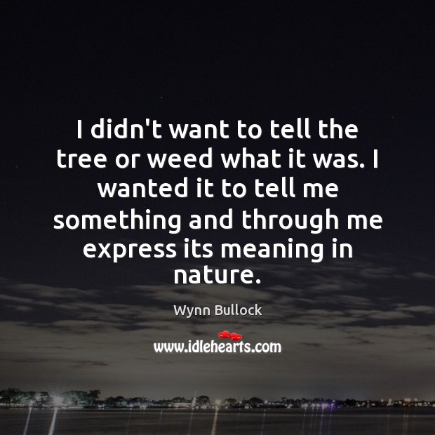 I didn’t want to tell the tree or weed what it was. Wynn Bullock Picture Quote